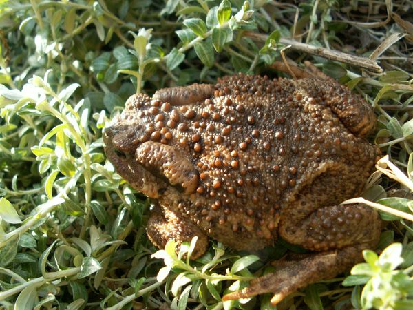 Ongediertebestrijding in de tuin