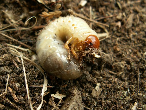 Ongediertebestrijding in de tuin
