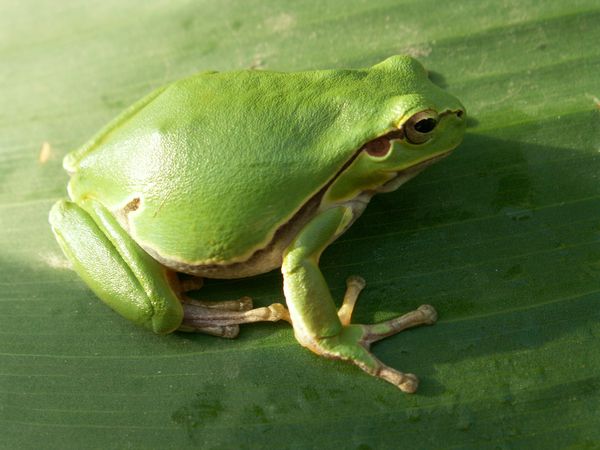 Ongediertebestrijding in de tuin