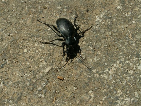 Ongediertebestrijding in de tuin