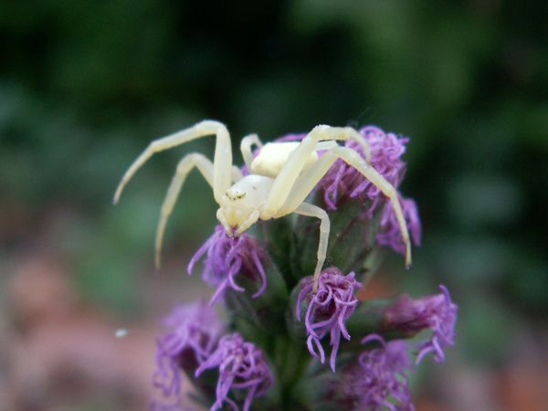 Ongediertebestrijding in de tuin