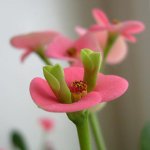 Giftige kamerplanten