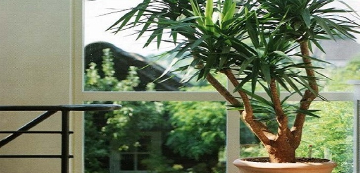 Yucca thuis: verzorging en voortplanting