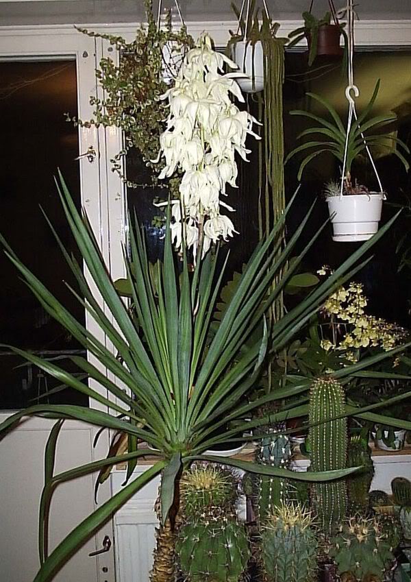 Yucca thuis: verzorging en voortplanting