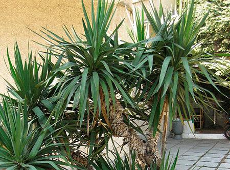 Yucca thuis: verzorging en voortplanting