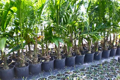 Yucca thuis: verzorging en voortplanting