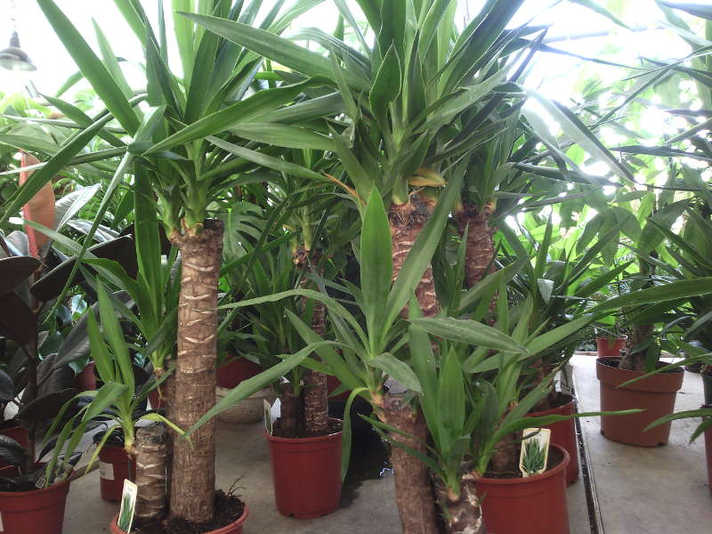 Yucca thuis: verzorging en voortplanting