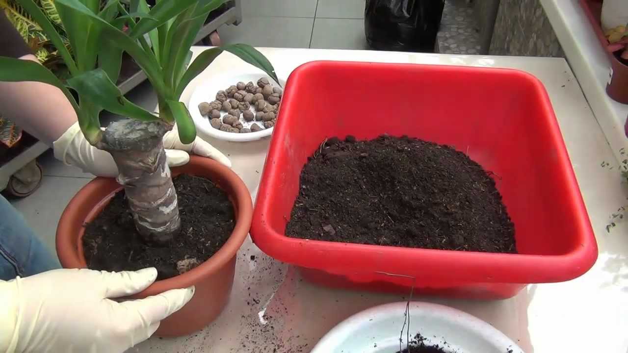 Yucca thuis: verzorging en voortplanting