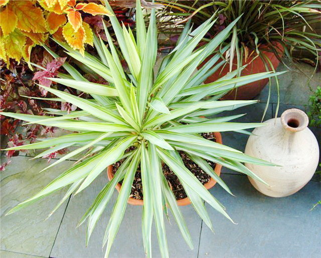Yucca thuis: verzorging en voortplanting