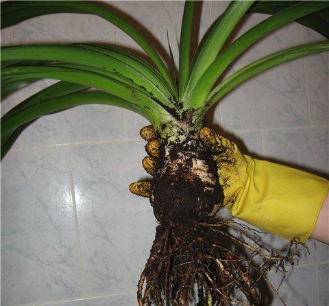 Yucca thuis: verzorging en voortplanting
