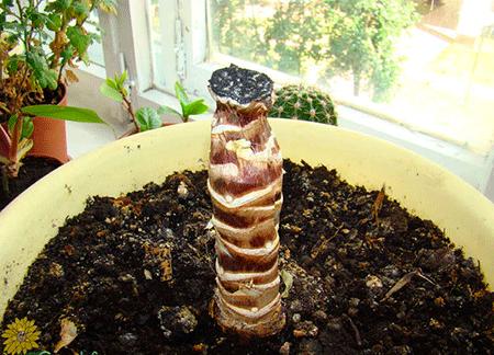 Yucca thuis: verzorging en voortplanting