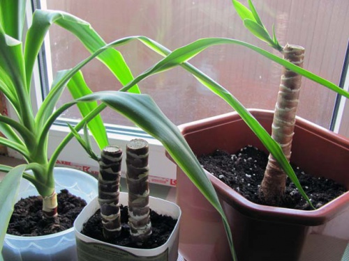 Yucca thuis: verzorging en voortplanting