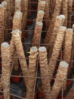Yucca thuis: verzorging en voortplanting