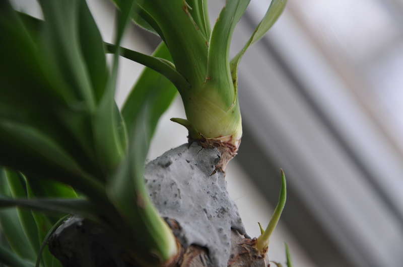 Yucca thuis: verzorging en voortplanting
