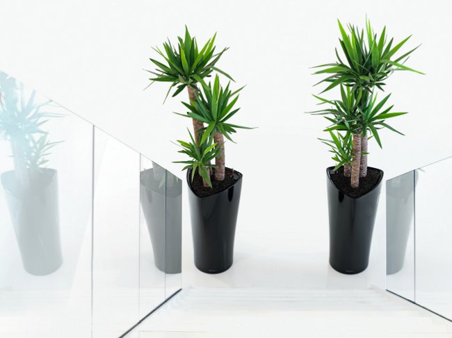Yucca thuis: verzorging en voortplanting