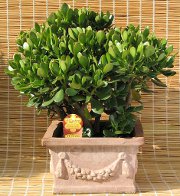 Feng Shui kantoor