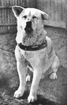 Echte Hachiko