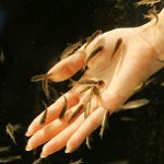 Ichthyomassage: pedicure met vis Ichthyomassage: pedicure met vis