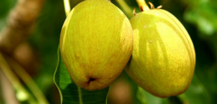 Lotion en dikke lichaamsolie met sheaboter