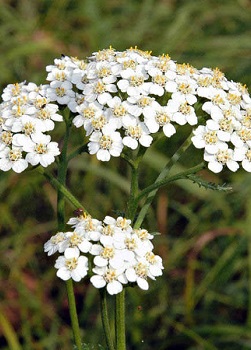 Afkooksel van Yarrow Collection