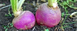 Afkooksel van rapen