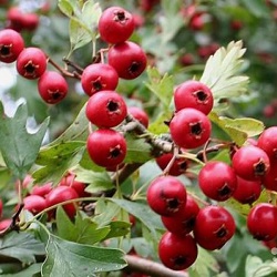 Hawthorn tinctuur