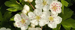 Bouillon van meidoornbloemen
