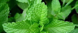 Infusie van pepermunt