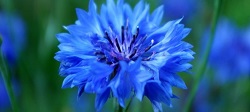 Infusie van korenbloem