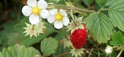 Aardbeithee
