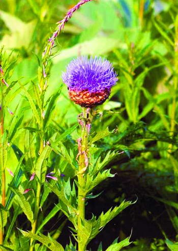 Behandeling van atherosclerose met folk remedies