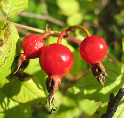 Behandeling van atherosclerose met folk remedies