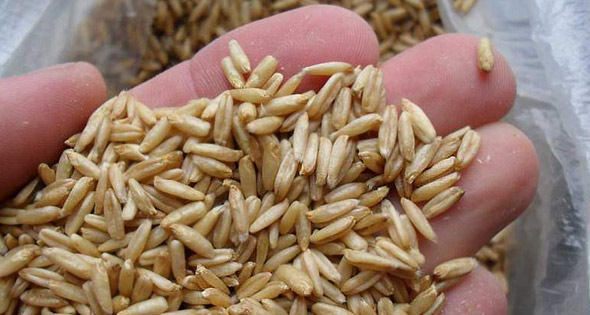Behandeling van atherosclerose met folk remedies