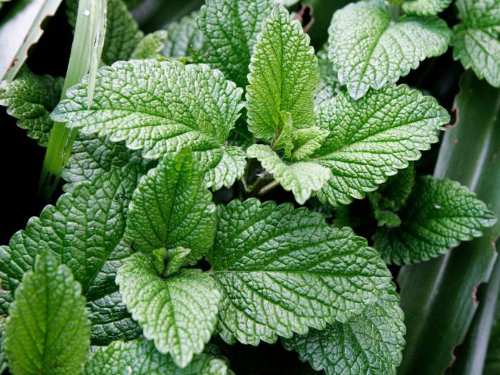 Behandeling van ziekten van de heupgewricht folk remedies