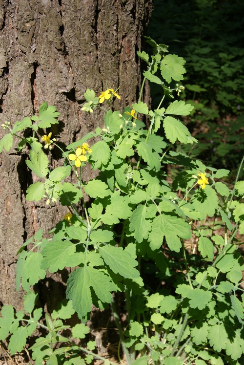 Behandeling van ziekten van de heupgewricht folk remedies
