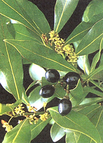 Behandeling van ziekten van de heupgewricht folk remedies