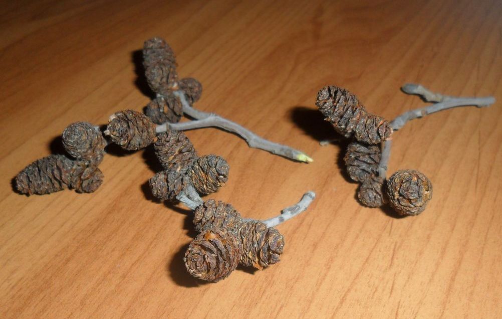 Behandeling van ziekten van de heupgewricht folk remedies