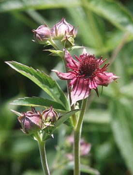 Behandeling van ziekten van de heupgewricht folk remedies