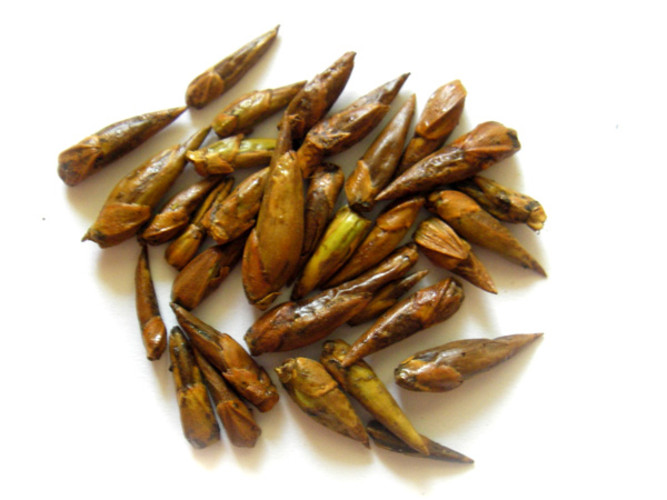 Behandeling van ziekten van de heupgewricht folk remedies