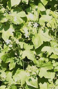 Behandeling van ziekten van de heupgewricht folk remedies