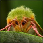 Angst voor insecten