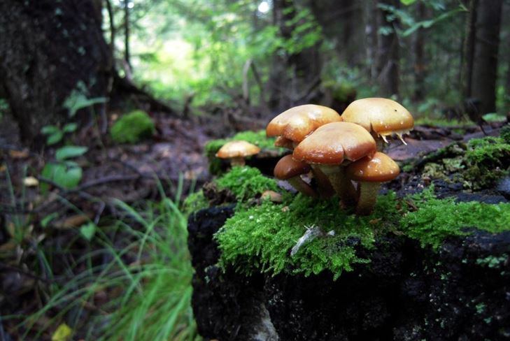 Paddenstoelalfabet: de paddestoelen zijn vals en complex, foto