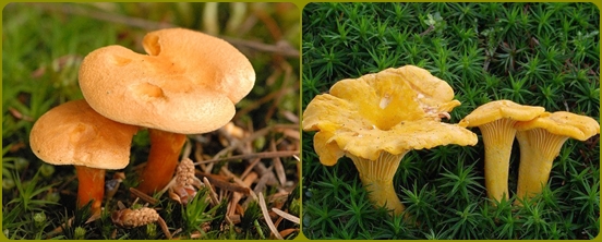 Paddenstoelalfabet: de paddestoelen zijn vals en complex, foto