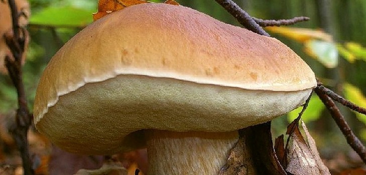 Witte champignon: beschrijving, kenmerken van de groeiplaatsen