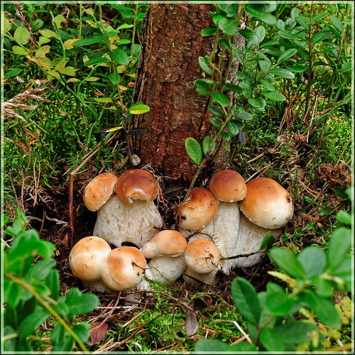 Witte champignon: beschrijving, kenmerken van de groeiplaatsen