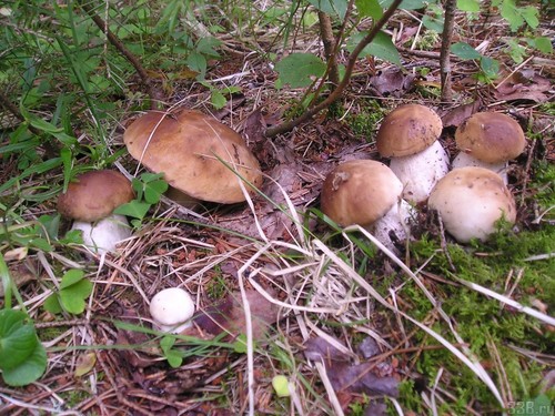 Witte champignon: beschrijving, kenmerken van de groeiplaatsen