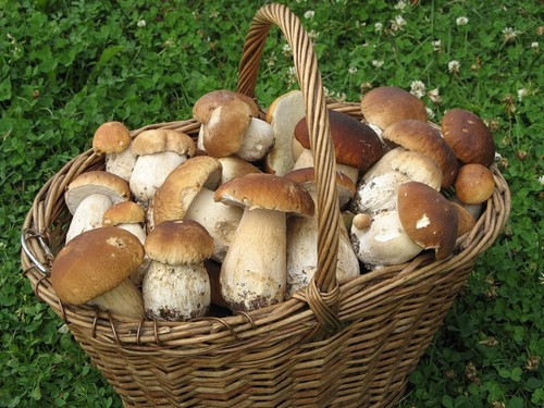 Witte champignon: beschrijving, kenmerken van de groeiplaatsen