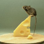 Knaagdieren vechten