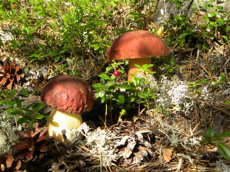 Borovik: foto en beschrijving van de schimmel. Witte champignon (boletus), variëteiten, foto's, manieren van gebruik