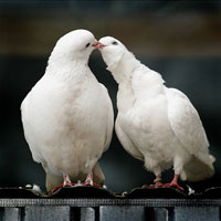 Valentijnsdag. Tradities van viering in de landen van de wereld